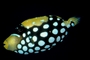 Clown triggerfish picture