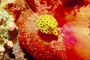 Cube boxfish picture