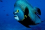 French angelfish picture