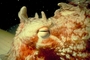 Giant Pacific octopus picture