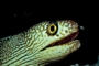 Golden-eye moray eel picture