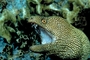 Goldentail moray eel picture