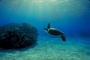 Green turtle picture