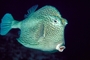 Honeycombed cowfish picture