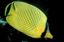 Latticed butterfly fish picture