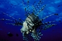 Lionfish picture