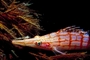 Long-nosed hawkfish picture