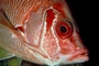 Longspine squirrelfish picture