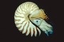 Nautilus picture