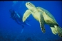 Olive ridley turtle picture