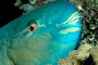 Parrotfish picture