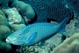 Queen parrotfish picture