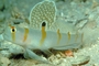 Sailfin goby picture