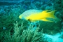 Spanish hogfish picture