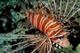 Spotfin lionfish picture