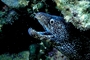 Spotted moray eel picture