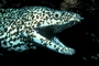 Spotted moray eel picture