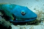 Stoplight parrotfish picture