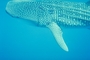 Whale shark picture