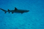 White Tip reef shark picture