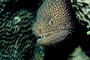 White-spotted moray eel picture