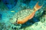 Yellowtail parrotfish picture