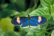 Tropical butterfly Magnet