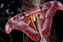 Atlas moth picture