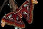 Atlas moth picture