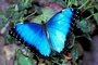 Blue morpho picture