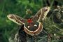 Cecropia moth picture