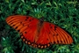 Gulf fritillary picture