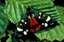 Scarlet tiger picture