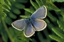 Silver studded blue picture