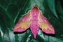 Small elephant hawk moth picture