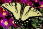 Tiger swallowtail picture