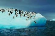 Adelie penguin Poster