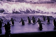 Chinstrap penguin Poster