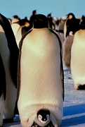 Emperor penguin Poster