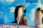 Emperor penguin Poster