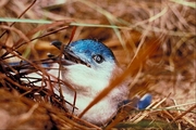 Little blue penguin Poster