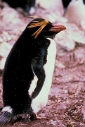 Macaroni penguin Poster