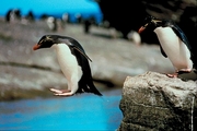 Rock hopper penguin Poster