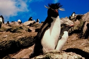 Rock hopper penguin Poster