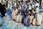 Emperor penguin picture