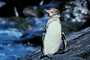 Galapagos penguin picture