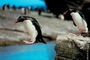 Rock hopper penguin picture