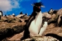 Rock hopper penguin picture