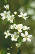 Apple Blossom Magnet