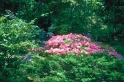 Azalea Magnet